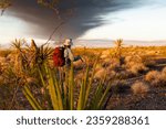Kristen McCarty, Center for Environmental Management of Military Lands wildlife biologist, surveys for signs of the Mojave desert tortoise at Nellis Air Force Base, Nevada, Sept. 13, 2021. 