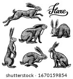 Wild Hares Set. Rabbits Are...