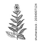 mullein or verbascum. botanical ... | Shutterstock .eps vector #2034007124