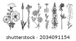 althaea clover trefoil... | Shutterstock .eps vector #2034091154