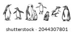 Emperor Penguin Colony. Adult...