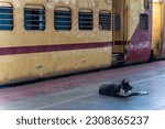 dog in railway station platform india.