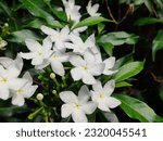 Small photo of Close up of the white pinwheel jasmine flowers growing in Florida. The pinwheel jasmine is a medium sized green shrub with bright white 5 star flowers and is native to India.