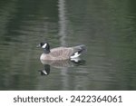 Small photo of The Canada goose (Branta canadensis), sometimes called Canadian goose, is a large wild goose with a black head and neck, white cheeks, white under its chin, and a brown body.