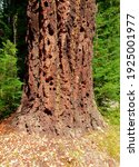 Red Bark Hemlock - A forest scene at the Lava Lake Sno Park along US Hwy 20 - Cascade Range - near Santiam Junction, OR