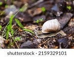 Small photo of The grape snail is a terrestrial gastropod mollusk, a subclass of lung snails of the helicid family. The largest snail in Europe.