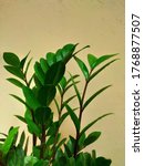 Small photo of Zz Plant. It is an indoor plant which improves air quality and uses for decor too.