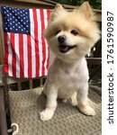 Small photo of Muggles the Pomeranian with an American flag. He has his summer haircut while sitting on a chair.