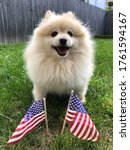 Small photo of Muggles the Pomeranian with the American flag. Fluffy dog in the grass.