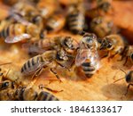 Small photo of honey bee doing a "waggle dance" in front of her hive-mates to let them know where a good source of pollen/nectar is