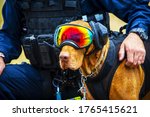A Police Army Dog With Goggle...