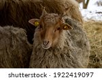 Small photo of Cutest little baby hortobagy racka sheep with scraggy wool and little twisted horns looking straight into the camera.