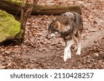 Small photo of Eurasian wolf (Canis lupus lupus) gingerly paws all tense