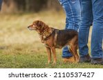 Small photo of subversive dog standing by his owners