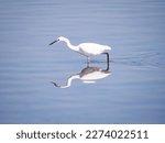 White Egret Looking For Fish