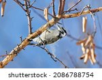 A Downy Woodpecker With Sawdust ...