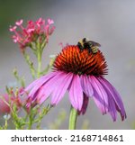 A Bumblebee Atop A Pink Purple...