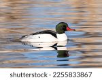 Small photo of A Common Merganser duck drake floating in a lake with soft blue reflections. Close up view.