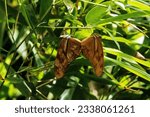 Small photo of a male and female pair of Julia butterfly or Julia heliconian (Dryas iulia) mating with a jungle background