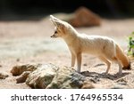 The Fennec Fox  Also Called...