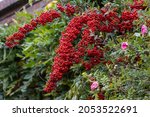 Pyracantha Saphyr Red In Full...