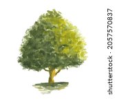 watercolor tree. hand painted... | Shutterstock .eps vector #2057570837