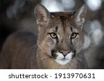 Portrait Of A Male By A Cougar...