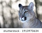 Portrait Of A Male By A Cougar...