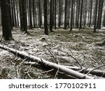 Winter in the woods of Bastogne
