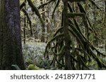 Small photo of Shadowy View of Enshrouded Tree in Forest - Veiled in darkness yet adorned with vibrant moss, this tree epitomizes the mystique and allure of the woodland realm.