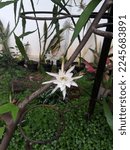 Small photo of Disocactus anguliger, commonly known as the fishbone cactus or zig zag cactus. White flower in a garden