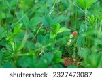 Small photo of The red Wild Strawberry berry among the forest grasses. A small roundish juicy аromantic fruit of Wild Strawberries appear in early summer. Wild Strawberry. Fragaria Virginiana. Fragaria vesca.