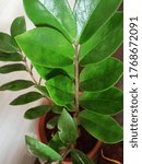 Small photo of zz plant best air purifying indoor green foliage