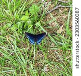 Red Spotted Purple Or White...