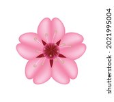 cherry blossom sakura vector... | Shutterstock .eps vector #2021995004