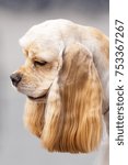 Small photo of American Cocker Spaniyel head with large drooping ears, close-up. Space under the text. 2018 year of the dog in the eastern calendar Concept: parodist dogs, dog friend of man, true friends, rescuers.