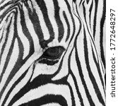 Zebra Eye Closeup Black And...