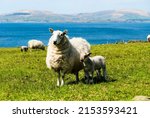 Irish Sheeps Kerry Coast Ireland