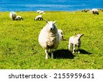 Irish Sheeps Ireland Kerry Coast