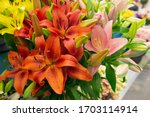 Orange And Pink Lilies....