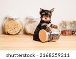 Black Yorkshire Terrier Puppy in the Kitchen on jar. Yorkshire Terrier on the Kitchen Table in Light Colors. Food For Puppies.