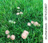 Small photo of Edible Wild Fairy ring mushrooms ( Marasmius oreades) fungi growing in semi circles in the grassland field