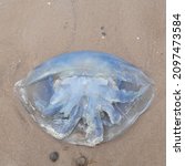 Blue Barrel Jellyfish In...