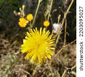Small photo of Yellow flower of Perennial sow thistle ( latin Sonchus arvensis) he field milk thistle, field sowthistle, perennial sow-thistle, corn sow thistle, dindle, gutweed, plant in the family Asteraceae