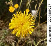 Small photo of Yellow flower of Perennial sow thistle ( latin Sonchus arvensis) he field milk thistle, field sowthistle, perennial sow-thistle, corn sow thistle, dindle, gutweed, plant in the family Asteraceae
