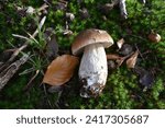 Small photo of Edible Bay bolete and penny bun (boletus edulis ) wild mushrooms. The king bolete (Boletus edulis), also called penny bun, ceps or porcini, is a popular edible mushroom native to Europe