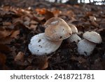 Small photo of Edible Bay bolete and penny bun (boletus edulis ) wild mushrooms. The king bolete (Boletus edulis), also called penny bun, ceps or porcini, is a popular edible mushroom native to Europe