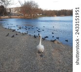 Small photo of Waterbirds including elegant white mute swans ( latin name Cygnus olor) and eurasian coot, also known as a mud hen or pouldeau, is a bird of the family Rallidae in Drazdiak, Petrzalka, Slovakia