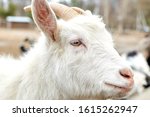 Small photo of The face of a white goat. Farming, animal breeding concept.