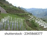 Small photo of terrace paddy field | paddy farming | paddy cultivation | paddy field